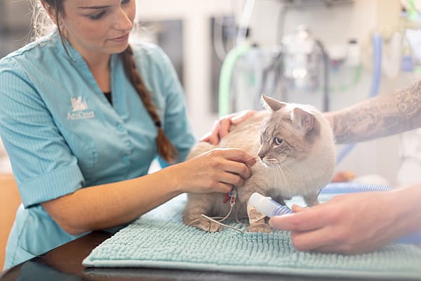 Eine Person, die einer Katze einen Tropf gibt.