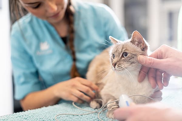 Eine Person, die eine Katze hält.