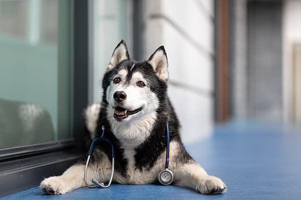 Ein Hund mit einem Stethoskop um den Hals.