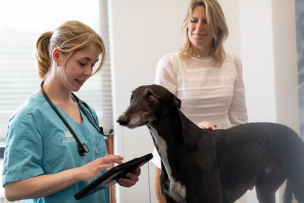 Eine Person und ein Hund, die auf ein Tablet schauen.