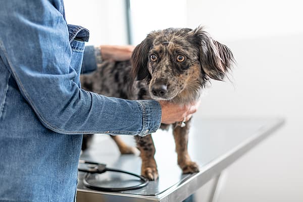 A person holding a dog.