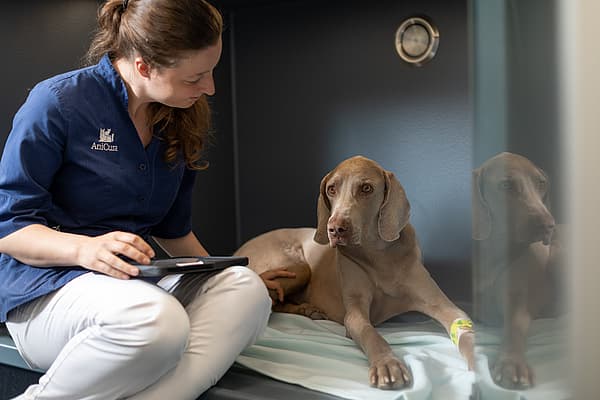 Eine Person, die mit einem Hund auf einem Bett sitzt.