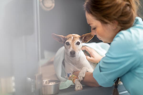 A person holding a dog.