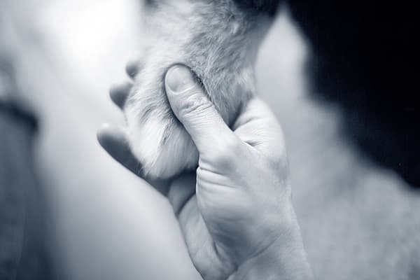 Eine Person, die die Pfote einer Katze hält.