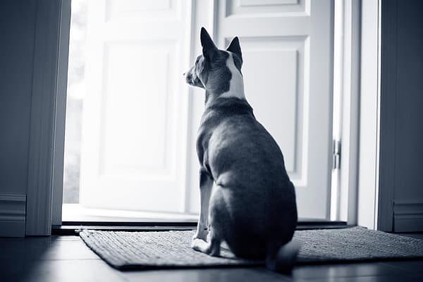 Hund sitzt drinnen vor einer geöffneten Tür und schaut nach draußen