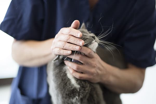 Eine Person, die eine Katze hält.