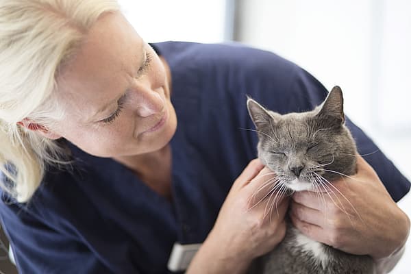 Eine Person, die eine Katze hält.