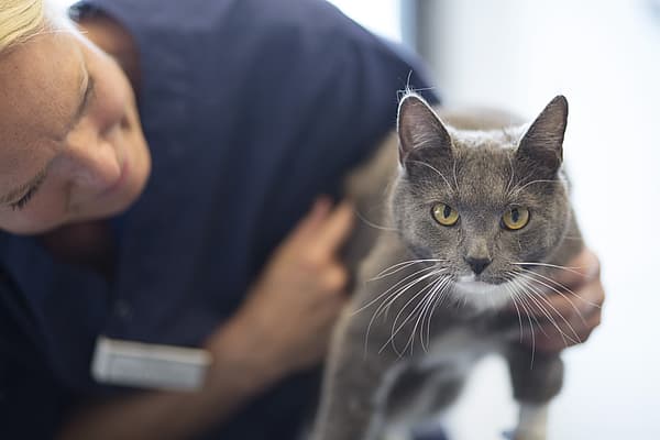 Eine Person, die eine Katze streichelt.