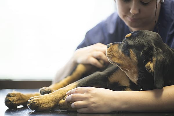 Eine Person, die einen Hund streichelt.