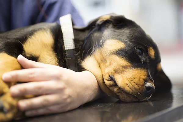 Ein Hund, der auf einem Tisch liegt.