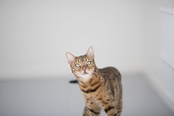 Eine Katze, die auf einer weißen Fläche steht.