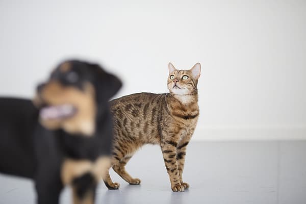 Eine Katze, die zu einem Hund aufschaut.