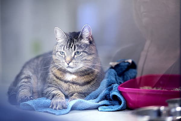 Eine Katze, die auf einem blauen Handtuch sitzt.