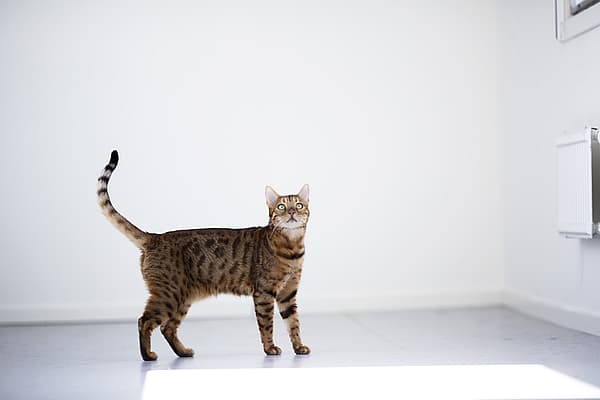 Eine Katze, die auf einer weißen Fläche steht.