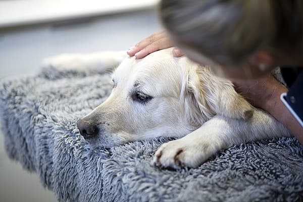 Ein Hund, der auf einem Teppich liegt.