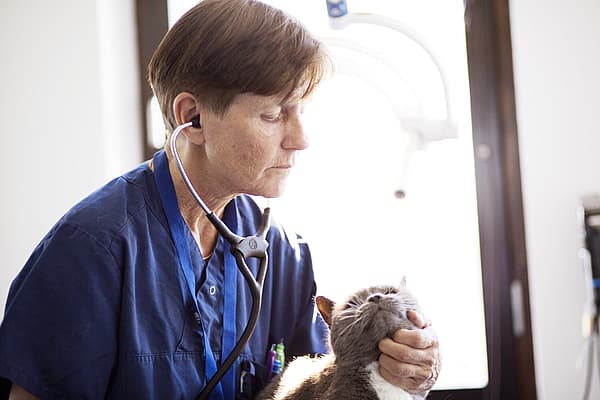 Eine Person, die ein Stethoskop trägt und eine Katze hält.