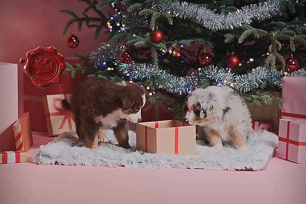 Zwei Welpen, die unter einem Weihnachtsbaum ein Geschenk betrachten.