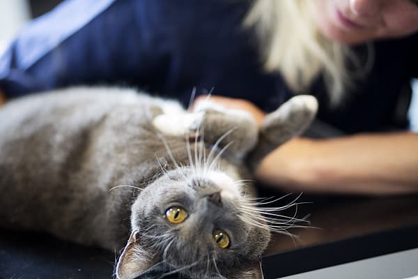 Eine Katze, die auf dem Rücken liegt.