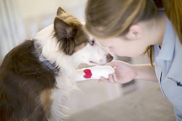 Ein Hund mit einem Herz auf der Pfote.