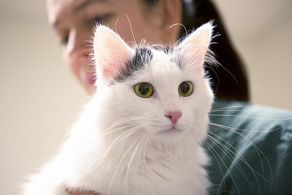 Eine Person, die eine Katze hält.
