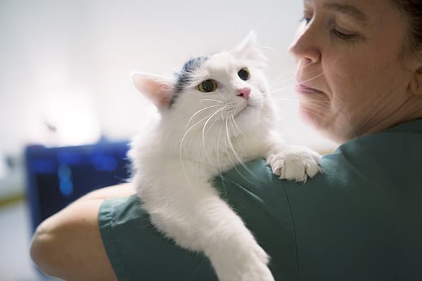 Eine Person, die eine Katze hält.