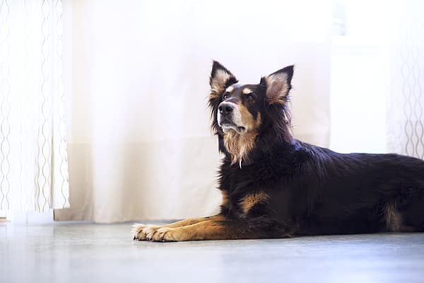 Ein Hund, der auf dem Boden liegt.