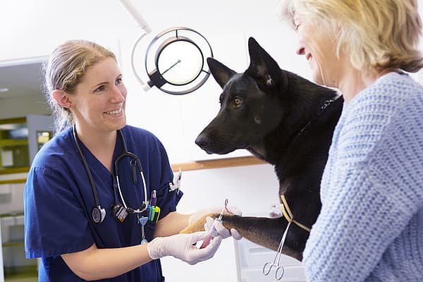 Eine Person und ein Hund, die eine Injektion erhalten.