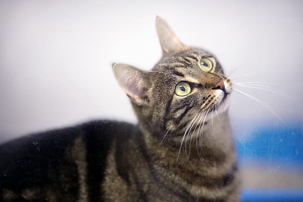 Eine Katze, die zu etwas aufschaut.