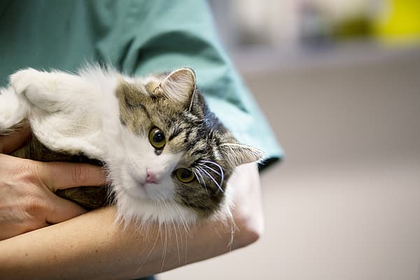 Eine Person, die eine Katze hält.