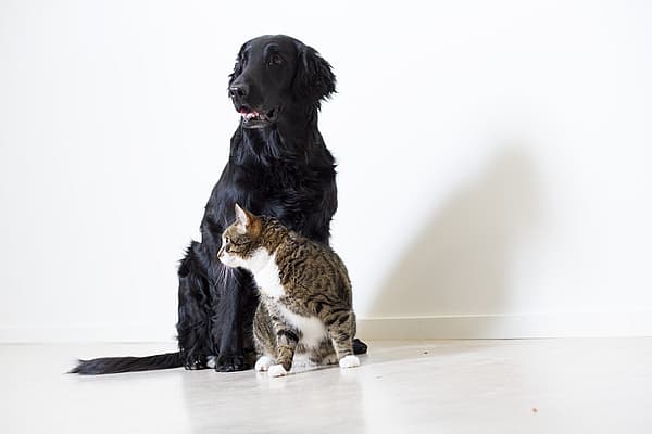 Ein Hund und eine Katze sitzen auf dem Boden.