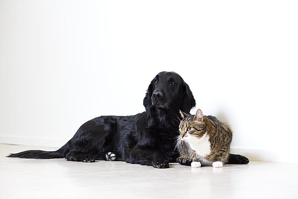 Ein Hund und eine Katze, die auf dem Boden liegen.