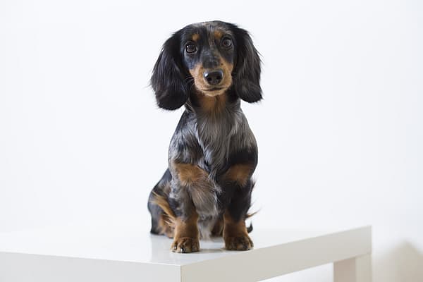 Ein Hund, der auf einem weißen Tisch sitzt.