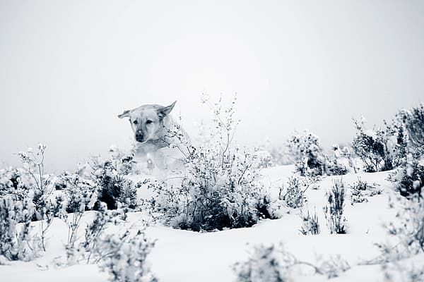 Ein Hund im Schnee.