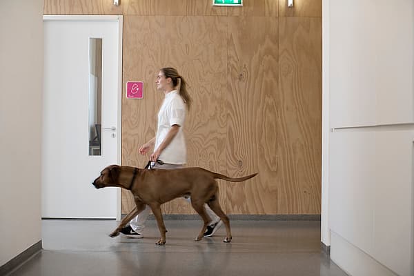 Eine Person, die mit einem Hund in einem Flur spazieren geht.