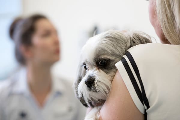Ein Hund auf der Schulter einer Person.