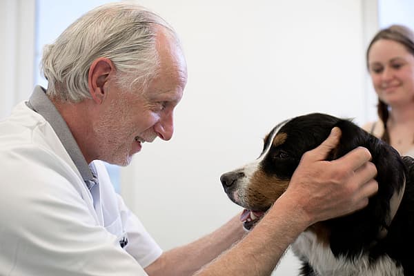 Eine Person, die einen Hund streichelt.