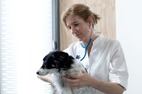 Eine Person, die ein Stethoskop trägt und einen Hund hält.