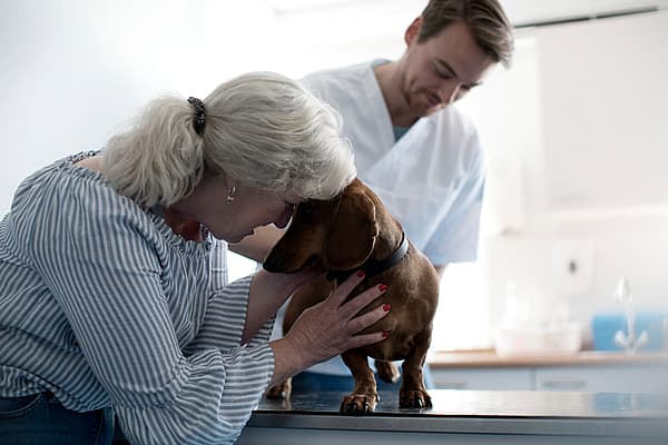Eine Person, die einen Hund streichelt.
