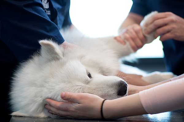 A person holding a dog.