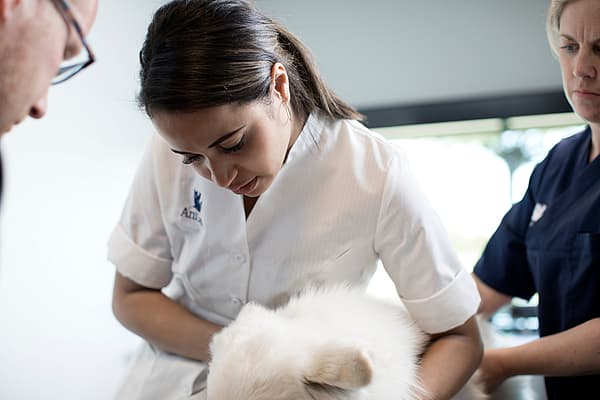A person holding a dog.