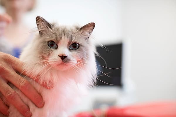 Eine Person, die eine Katze hält.