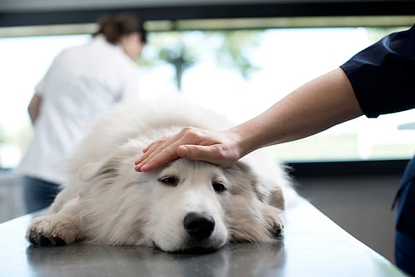 Eine Hand, die den Kopf eines Hundes berührt.