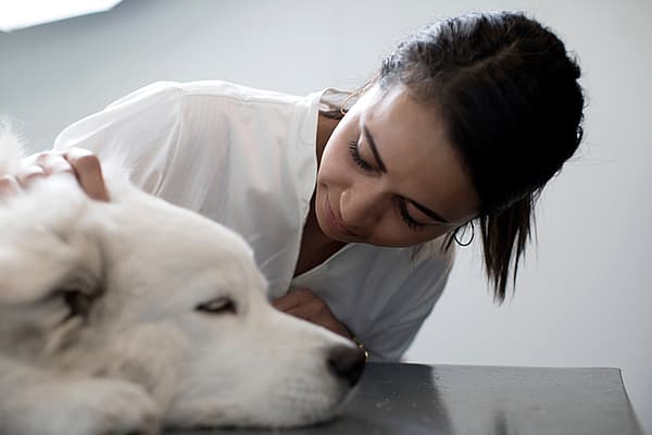 Eine Person, die einen Hund streichelt.