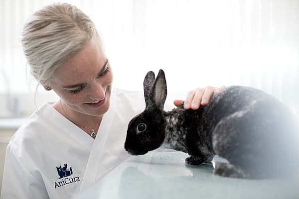 Eine Person, die ein Kaninchen streichelt.