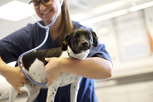 A person holding a dog.