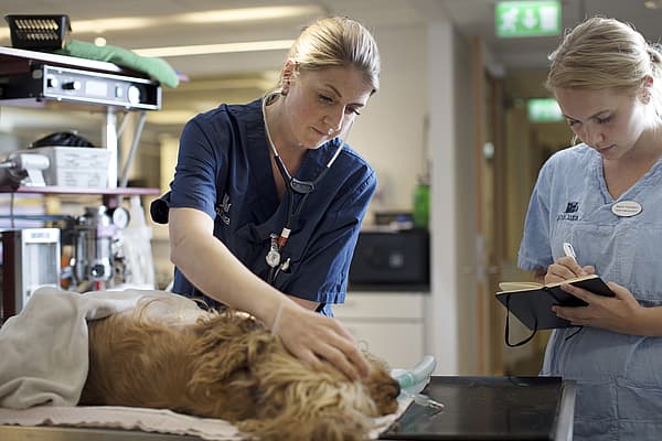 Eine Person und ein Hund, die auf einem Tisch liegen.