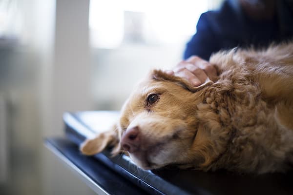 Ein Hund, der auf einem Tisch liegt.
