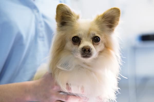 A person holding a dog.