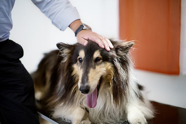 Eine Person, die einen Hund berührt.