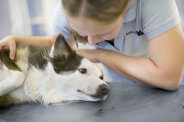 Eine Person, die einen Hund streichelt.